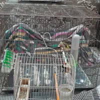 سهره پاییزه نر.|پرنده|بروجرد, |دیوار