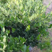 گل های بیرونی|گل و گیاه طبیعی|چابکسر, |دیوار