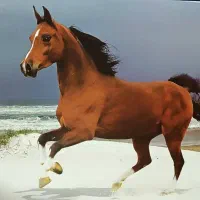 انواع پوستر