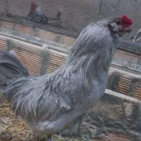 اراکانا