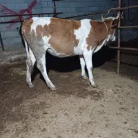 تلیسه دورگ سیمینتال چاق چاق گوساله گاو