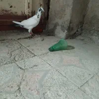 کفتر اتیق|پرنده|نیمروز, |دیوار