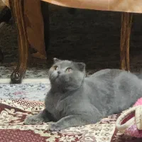 گربه اسکاتیش بلو فلد شورت هیر