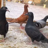 کفتر پلاکی جوجه   وجوجه سرخ یاهو