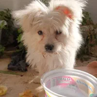 پامر اشپیتز عروسکی فروش فوری به علت کم بود جا