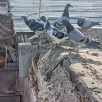 ۵عددکبوتر نر پرشی