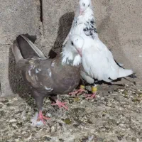 کفتر امیدیه