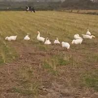 قوغاز گردن ماری نر|حیوانات مزرعه|لولمان, |دیوار