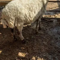 کهره میش بره دار بره سبک ومیش چاق وبز چاق پروار|حیوانات مزرعه|مرودشت, ده بید|دیوار