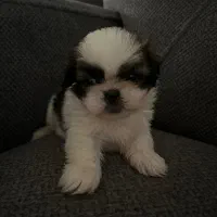 شیتزوسوپرفلت|سگ|رشت, گلسار|دیوار