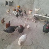 خروس مرغ بوقلمون