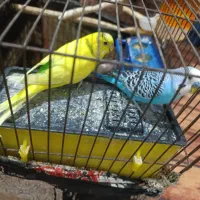 مرغ عشق انگلیسی