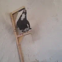 کفتر|پرنده|کرمان, |دیوار