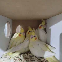 جفت عروس هلندی لوتینو|پرنده|کاشان, صنعت|دیوار