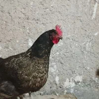 مرغ|حیوانات مزرعه|تایباد, |دیوار