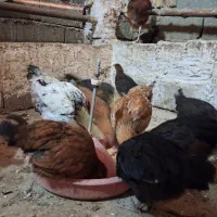 مرغ و خروس رسمی