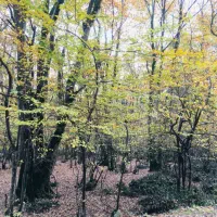 زمین جنگلی منظره کوهستان جاده رشت تهران|فروش زمین و ملک کلنگی|رشت, گیل|دیوار