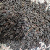 فخری تازه. بدون ضایعات