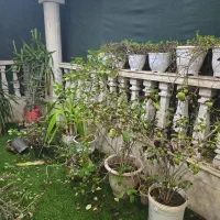 فروش گل طبیعی