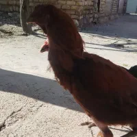 مرغ خوس لاری