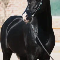 سیلمی دوسر مشکی جهت کشش|اسب و تجهیزات اسب‌سواری|یزد, |دیوار