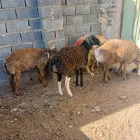 بره جعمی|حیوانات مزرعه|تربت جام, جامرود|دیوار