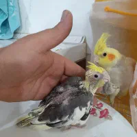 سبز المانی نرعروس هلندی|پرنده|مشهد, کشف|دیوار