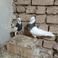 کبوتر طوقی هفت رنگ|پرنده|الوند, |دیوار