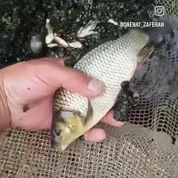 بچه ماهی کپور