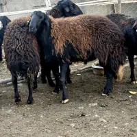 سه راس نر بره قوچ تخمی