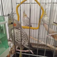 عروس هلندی ۳ماهه