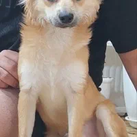 توله ده ماهه از نژاد وارکس و پامر