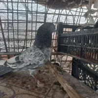 کفتر پاکستانی|پرنده|ایرانشهر, |دیوار