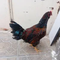 خروس نیمچه لاری