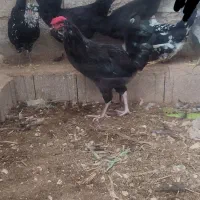 فروش مرغ و خروس گلین