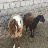 بره بره نر بره کاور گوسفند میش قوچ