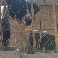 واگذاری جفت سگ لاس قهدریجونی