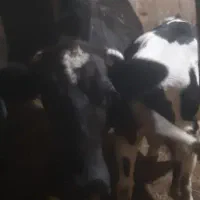 گاو گوساله|حیوانات مزرعه|حسین آباد, |دیوار