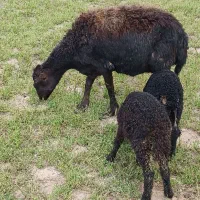 باسلام یک رس میش جوان با بره دوقلوبره ها خرج خور