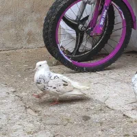 پشت هفرنگ کاکلی طوقی الماسی  کله سرخ