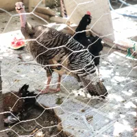 بوقلمون ماده