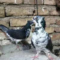 کبوتر قاره پرشی درجه یک