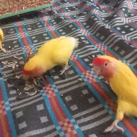 طوطی کوتوله|پرنده|اسفراین, |دیوار