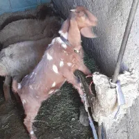 بزغاله اصل عراقی|حیوانات مزرعه|اهر, |دیوار