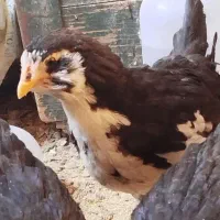 نیمچه گلین اصیل و تخم نطفه دار