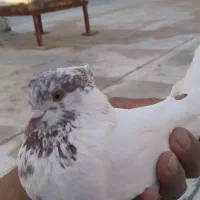 کبوترچهارتا پرنده اس