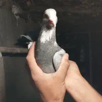 نقره ای پلنگ|پرنده|زرند, |دیوار