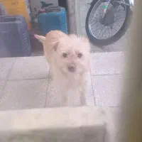 واگذاری سگ پاکوتاه ماده