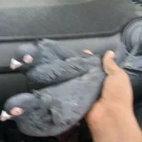 سیاه چشم نک|پرنده|باغ بهادران, |دیوار