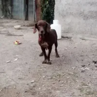 سگ شکاری|سگ|آستانه اشرفیه, |دیوار